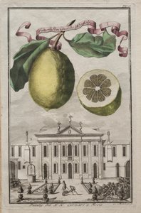 Nürnbergische Hesperides: No125 - Limon Ponzino da Neapoli. Palazzo del N. H. Cornaro à Fiesso, c170