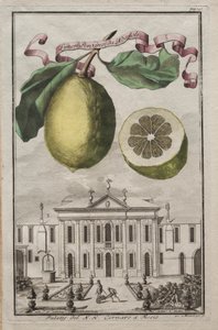 Nurnbergische Hesperides: No. 125 - Neapoli