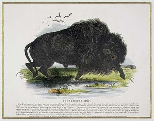 Amerikan Bison, eğitici illüstrasyon barı. Hıristiyan Bilgisini Teşvik Derneği tarafından