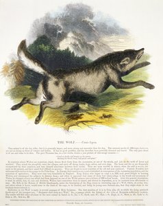 Kurt (Canis lupus) eğitici illüstrasyon barı. Hıristiyan Bilgisini Teşvik Derneği tarafından, 1843 (aquatint)