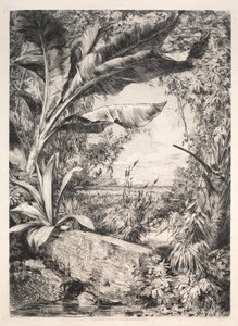 Sera Bitkileri, 1872. by Jules Ferdinand Jacquemart