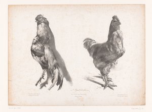 Ölü ve yaşayan bir tavuğun incelenmesi Hayvan çalışmaları (dizi adı) Petites études d'animaux (dizi adı)