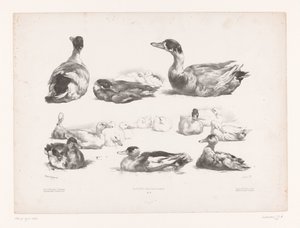 Yatan ördek gruplarının çalışmaları Hayvan çalışmaları (dizi başlığı) Petites études d'animaux (dizi başlığı) by Jules Joseph Augustin Laurens