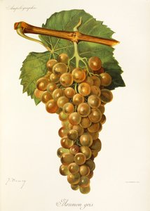 Aramon Gris üzümü, J. Troncy by Jules Troncy