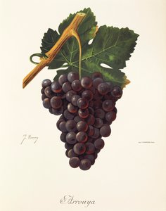 Arrouya üzümü, J. Troncy by Jules Troncy