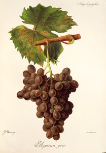 Aspiran Gris üzümü, J. Troncy by Jules Troncy
