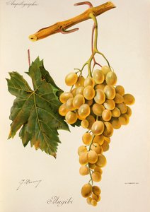 Augibi üzümü, J. Troncy by Jules Troncy