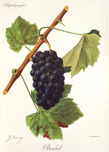 Bachet üzüm, J. Troncy by Jules Troncy