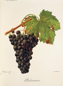 Balsamina üzümü, J. Troncy by Jules Troncy