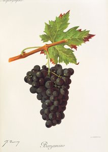 Berzamino üzümü, J. Troncy by Jules Troncy