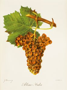 Blanc Auba üzümü, J. Troncy by Jules Troncy