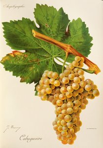 Cabugueiro üzümü, J. Troncy by Jules Troncy