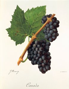 Kanada üzümü, J. Troncy by Jules Troncy