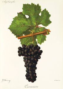 Carmenere üzümü, J. Troncy by Jules Troncy