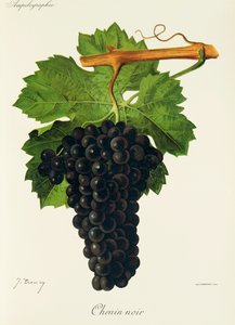 Chenin Noir üzümü, J. Troncy by Jules Troncy