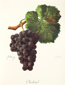 J. Troncy tarafından Chichaud üzümü by Jules Troncy