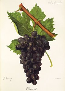 Cinsaut üzümü, J. Troncy by Jules Troncy