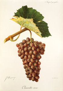 Clairette Rose üzüm, J. Troncy by Jules Troncy
