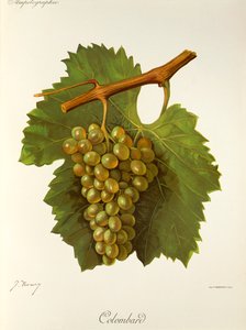 Colombard üzümü, J. Troncy by Jules Troncy
