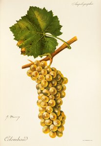 Colombaud üzümü, J. Troncy by Jules Troncy