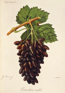 Cornichon Violet üzümü, J. Troncy by Jules Troncy