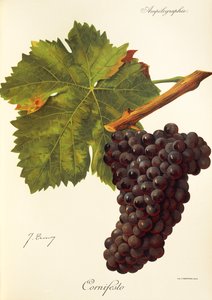 Cornifesto üzümü, J. Troncy by Jules Troncy