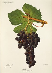 Cot Rouge üzümü, J. Troncy by Jules Troncy