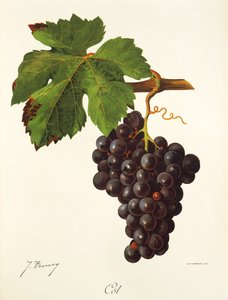 Cot üzüm J. Troncy by Jules Troncy