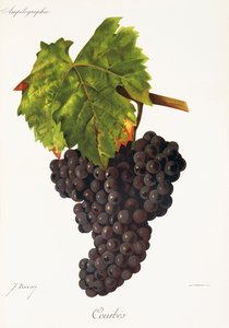 Courbes üzümü, J. Troncy by Jules Troncy