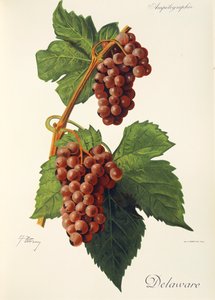 J. Troncy tarafından Delaware üzümü by Jules Troncy