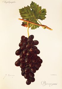 Djovazani üzümü, J. Troncy by Jules Troncy