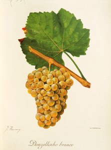 J. Troncy tarafından beyaz küçük hanım üzümü by Jules Troncy