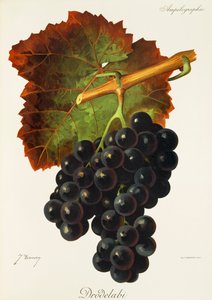 Drodelabi üzümü, J. Troncy by Jules Troncy