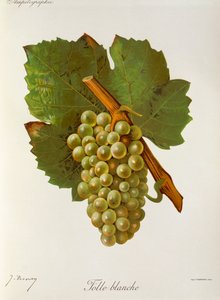 Folle Blanche üzümü, J. Troncy by Jules Troncy