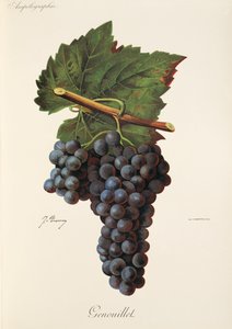 Genouillet üzümü, J. Troncy by Jules Troncy