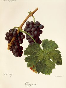 J. Troncy tarafından Gougean üzümü by Jules Troncy