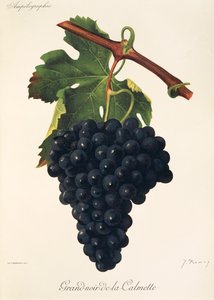Grand-Noir-de-la-Calmette üzümü, J. Troncy by Jules Troncy