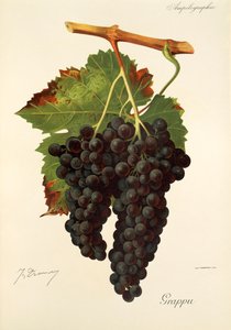 Grappu üzümü, J. Troncy by Jules Troncy