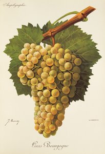 Gros Bourgogne üzümü, J. Troncy