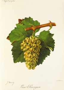 Gros Sauvignon üzümü, J. Troncy by Jules Troncy