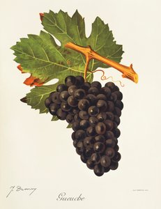Gueuche üzümü, J. Troncy by Jules Troncy