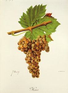 Hans üzümü, J. Troncy by Jules Troncy
