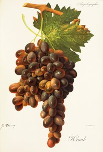 J. Troncy tarafından Henab Noir üzümü by Jules Troncy