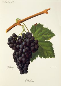 Baykuş üzümü, J. Troncy by Jules Troncy