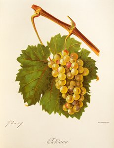 Jordana üzümü, J. Troncy by Jules Troncy