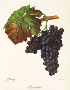 J. Troncy tarafından Joubertin üzümü by Jules Troncy