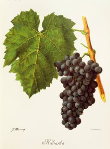 J. Troncy tarafından Kadarka üzümü by Jules Troncy