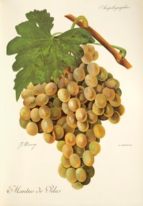 J. Troncy tarafından Mantuo de Pilas üzümü by Jules Troncy