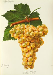 Marsanne üzümü, J. Troncy by Jules Troncy