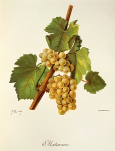 Maturana üzümü, J. Troncy by Jules Troncy